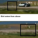 Illustration for article titled Bugatti Veyron Lake Crash: Jalopnik Reader Theories